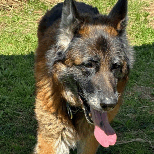 Desde el refugio de Monte Grande la llamaron