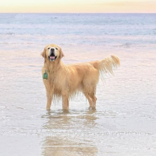 Milo, el perro de Banfield que se hizo viral en TikTok.