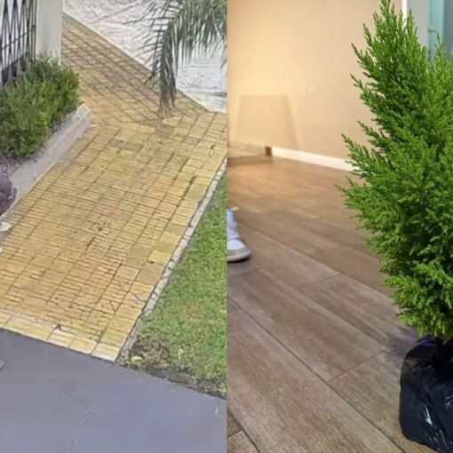 El pino robado en Lomas de Zamora.