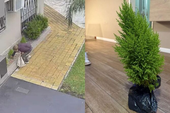 El pino robado en Lomas de Zamora.