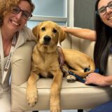 El cachorro forma parte de Clínica Monte Grande desde hace tres meses.