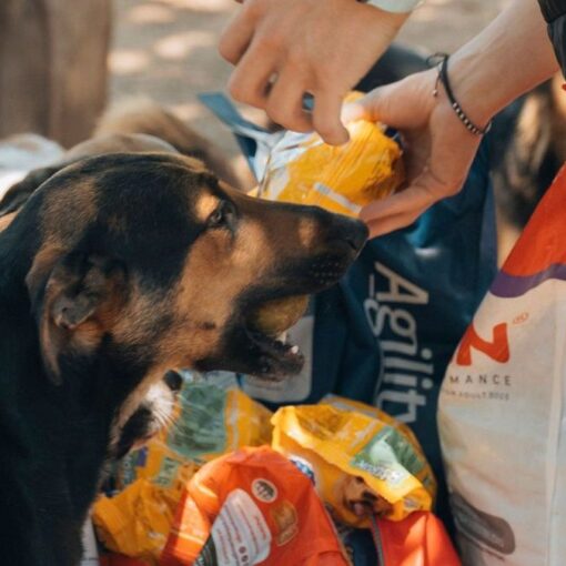 Locos por las mascotas, el emprendimiento de Fausto Duperré.