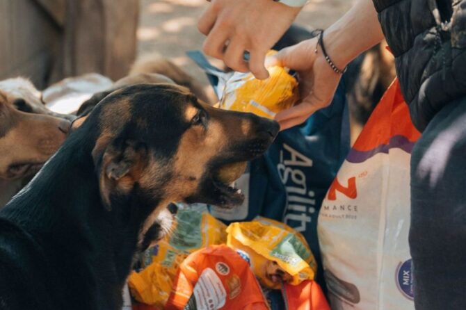 Locos por las mascotas, el emprendimiento de Fausto Duperré.