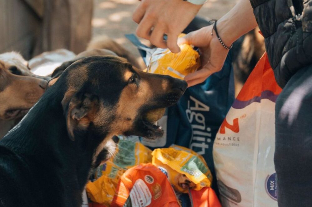 Locos por las mascotas, el emprendimiento de Fausto Duperré.