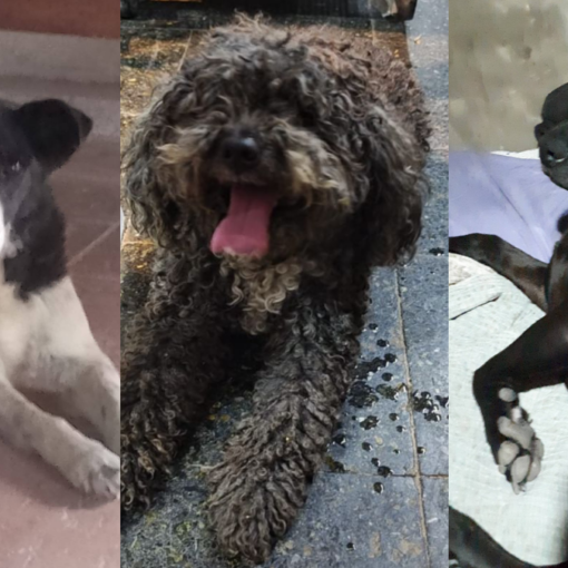 Los vecinos tambi&eacute;n difunden im&aacute;genes de mascotas que encontraron en sus veredas tras el ruido de la pirotecnia.&nbsp;