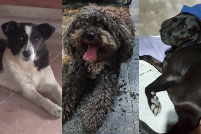 Los vecinos tambi&eacute;n difunden im&aacute;genes de mascotas que encontraron en sus veredas tras el ruido de la pirotecnia.&nbsp;