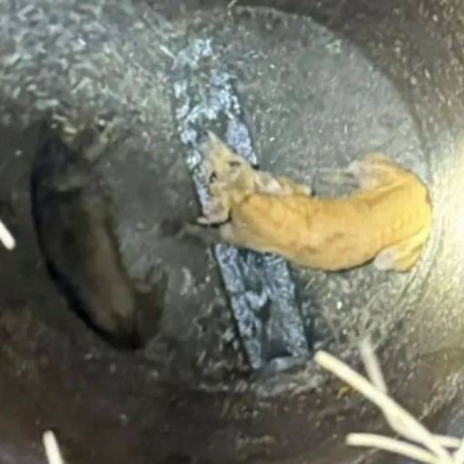 El rescate de los perros en Ezeiza.&nbsp;