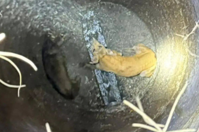 El rescate de los perros en Ezeiza.&nbsp;