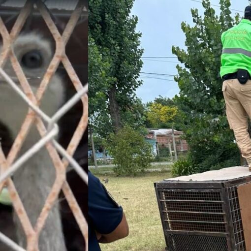El Ministerio de Desarrollo Agrario intervino para trasladar al animal a Luján desde San Vicente.