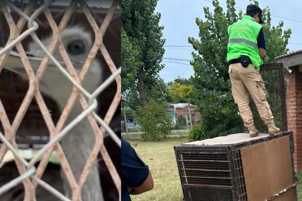 El Ministerio de Desarrollo Agrario intervino para trasladar al animal a Luján desde San Vicente.