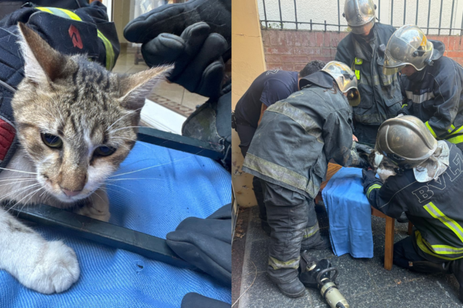 Para liberar al animal, los Bomberos Voluntarios de Lomas de Zamora debieron cortar parte de la reja de la vivienda.