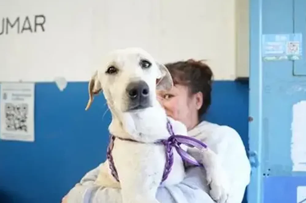 El Municipio de Lomas de Zamora entregará turnos el jueves 12 de marzo en el CGM de Llavallol para la jornada de castración animal prevista para el 18.