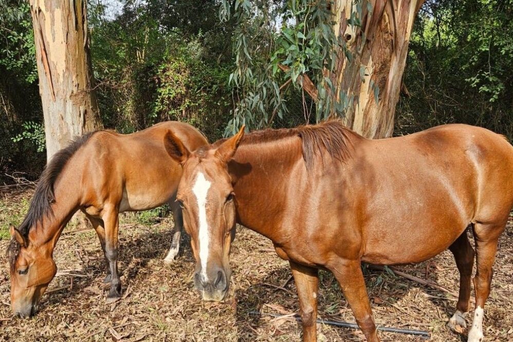 Los animales fueron robados a tres kilómetros de Domselaar en el limite con las vías del tren Roca.