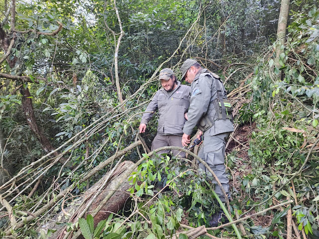 Gendarmería incauta 20 rollos de madera nativa en Dos de Mayo 4 Gendarmería incauta 20 rollos de madera nativa en Dos de Mayo