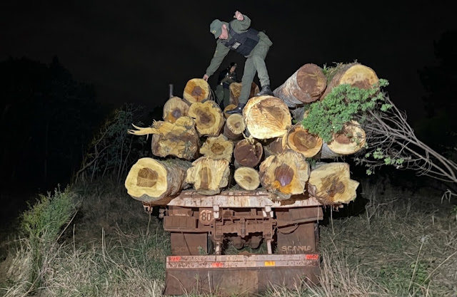Gendarmería incauta 20 rollos de madera nativa en Dos de Mayo 2 Gendarmería incauta 20 rollos de madera nativa en Dos de Mayo