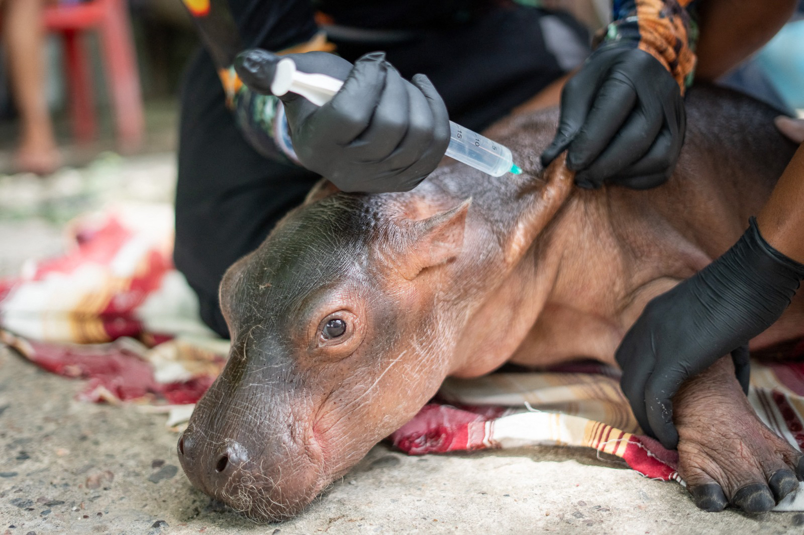 Un hipopótamo bebé rescatado en Colombia.