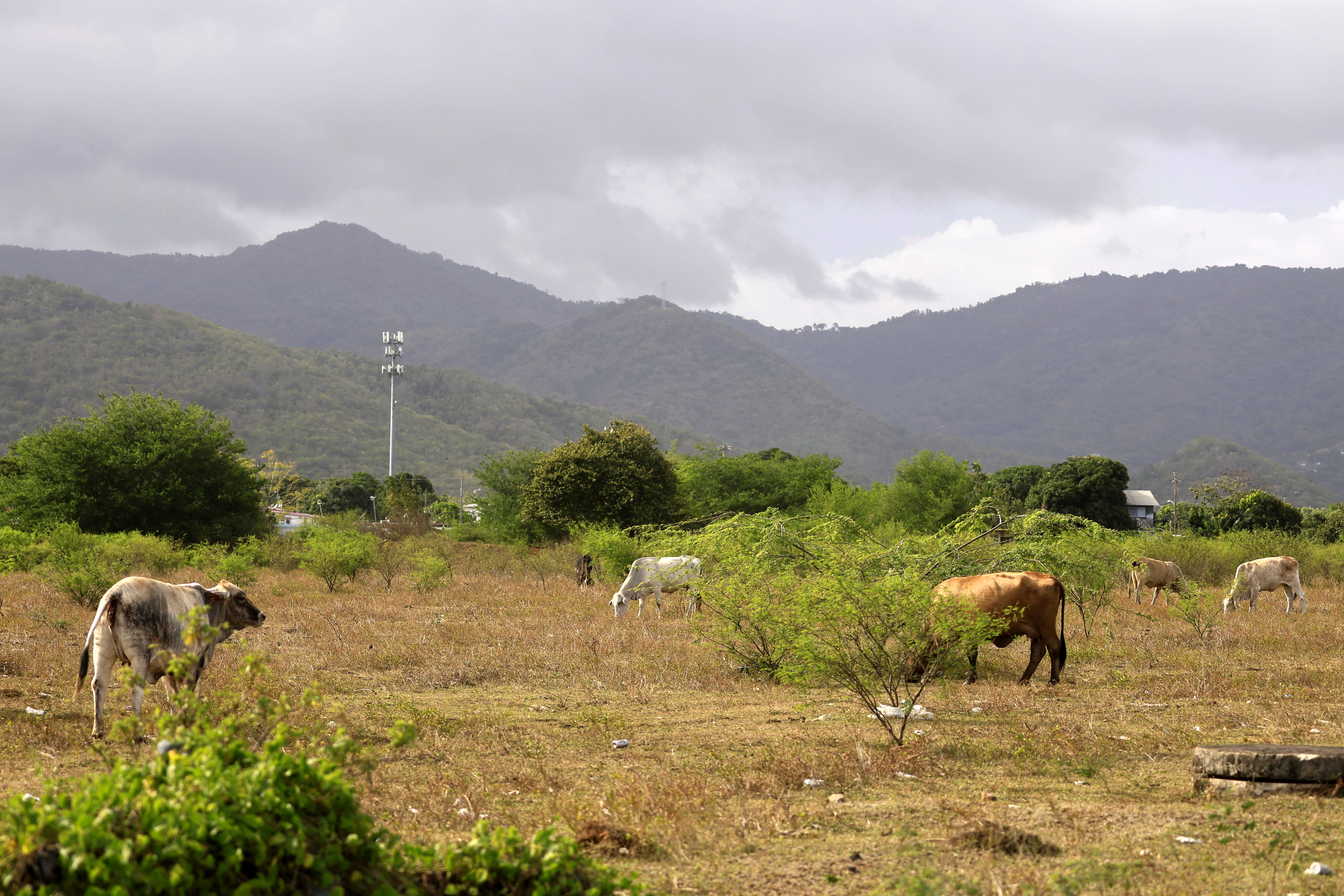 Peor sequía en una década obliga a cortes de agua en Puerto Rico cada dos días 4 Vacas pastando en una finca ante la escasez de recursos hídricos que acorrala a gran parte de la isla de Puerto Rico.