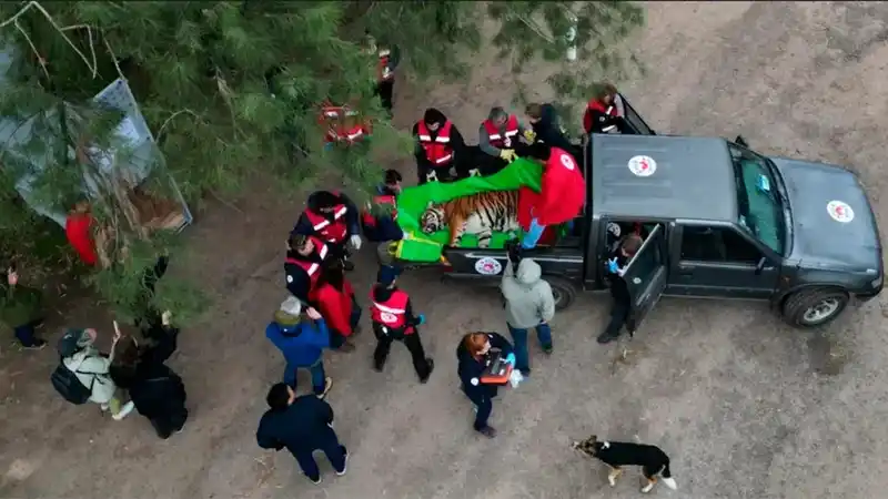 30 tigres y leones de Luján trasladados a santuarios internacionales 2 30 tigres y leones de Luján trasladados a santuarios internacionales