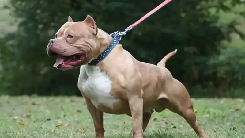 Pitbull mata a bebé de cinco meses en Malvinas Argentinas 2 Pitbull mata a bebé de cinco meses en Malvinas Argentinas