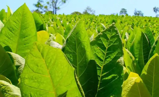 Más de 12.000 productores tabacaleros de Misiones recibirán pago del FET 2 Más de 12.000 productores tabacaleros de Misiones recibirán pago del FET