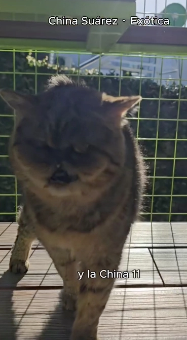 Daniela Cardone llamó a su gata como la famosa más odiada y se desataron teorías sobre Gonzalo Heredia 3 SEGUN LA GENTE DEL "HOTEL ESPACIO GATOS", LA "CHINA SUAREZ" ES "EXOTICA" Y TIENE 11 AÑOS.