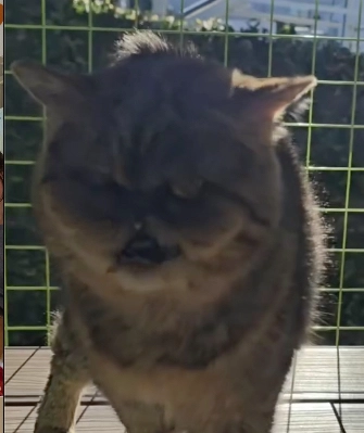Daniela Cardone llamó a su gata como la famosa más odiada y se desataron teorías sobre Gonzalo Heredia 4 LA FAMOSA GATITA, MAULLANDO. ¿TENDRA IDEA DE TODO EL LIO QUE "ARMO"?