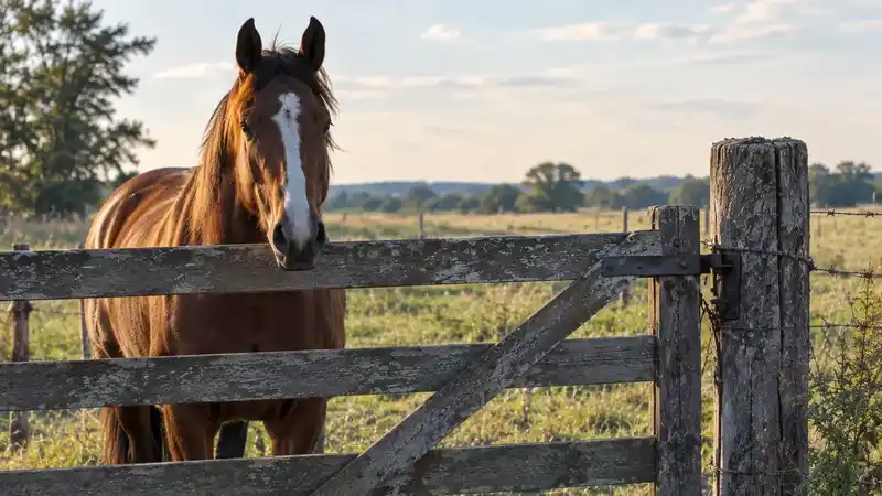 Aumentan robos de caballos en la región y exigen prevención 2 Aumentan robos de caballos en la región y exigen prevención