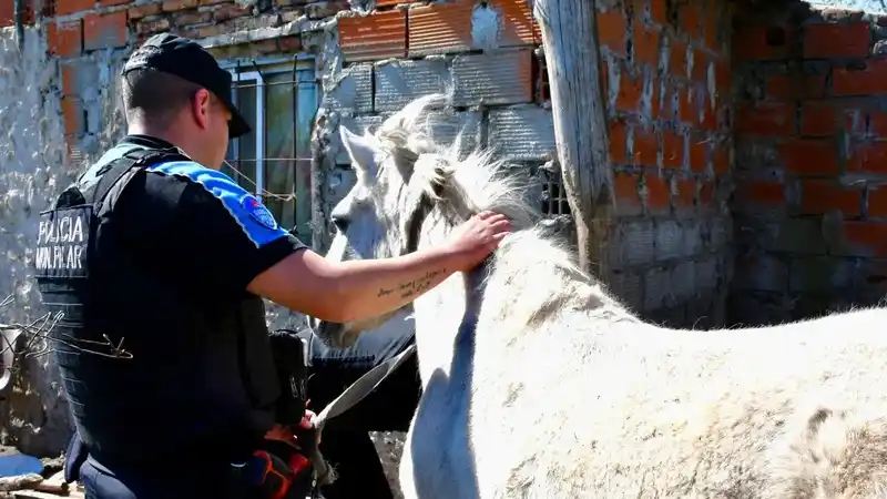 Detienen banda que robaba y faenaba caballos 2 Detienen banda que robaba y faenaba caballos