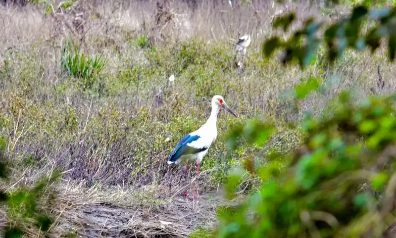 Avistamiento de aves gratuito en la Reserva de Pilar 2 Avistamiento de aves gratuito en la Reserva de Pilar