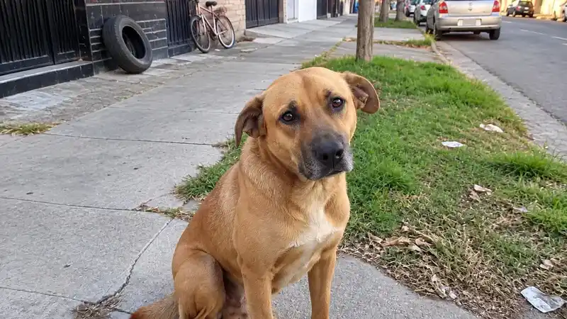 Proponen hasta 60 días de arresto por maltrato a mascotas 2 Proponen hasta 60 días de arresto por maltrato a mascotas