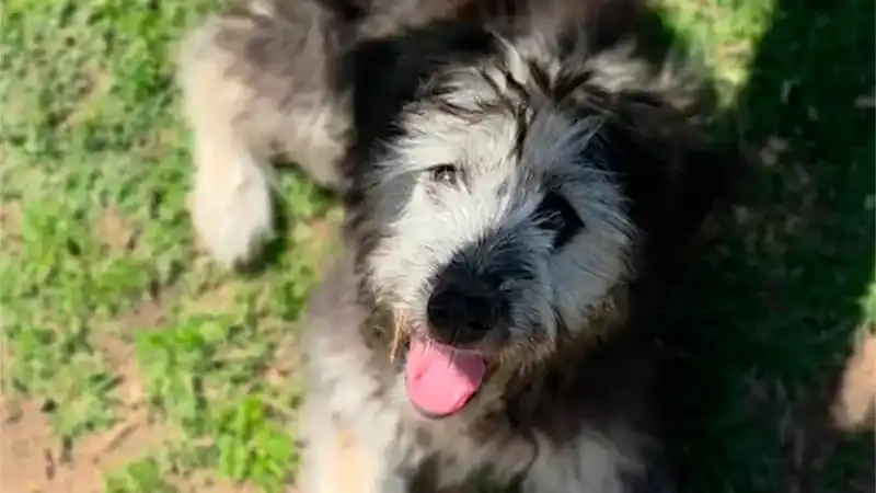 Voluntarios rescatan a cachorro maltratado en Pilar 2 Voluntarios rescatan a cachorro maltratado en Pilar