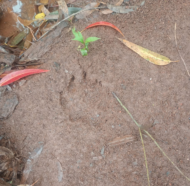Investigan posible presencia de grandes felinos en San Vicente y Puerto Rico 3 Investigan posible presencia de grandes felinos en San Vicente y Puerto Rico