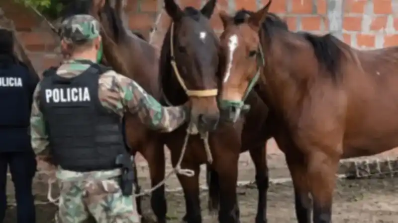 Detienen a otra banda acusada de robar y faenar caballos 2 Detienen a otra banda acusada de robar y faenar caballos